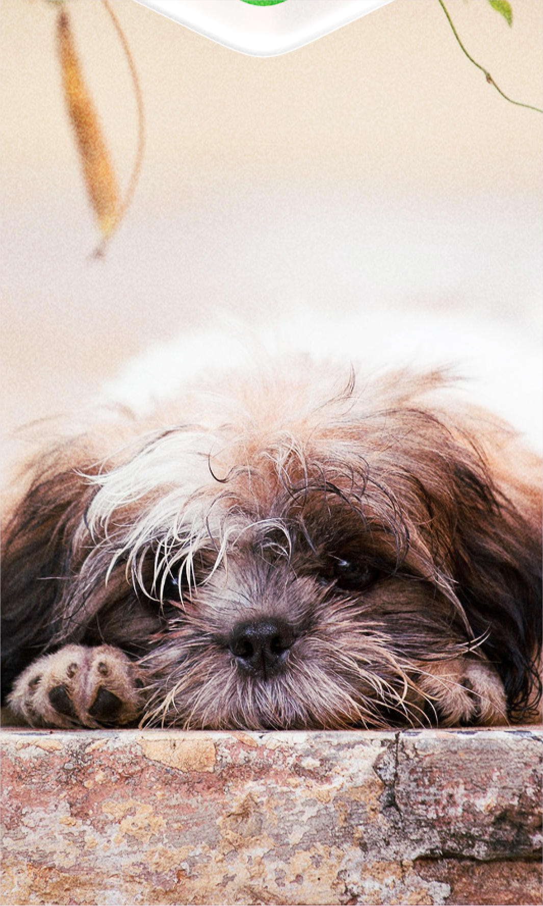 ONG Salva Shih-Tzu